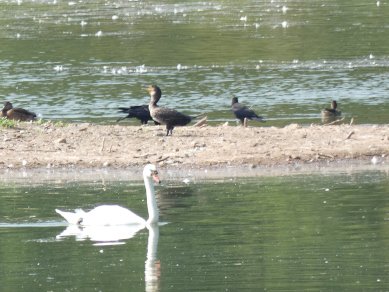 Cormorant